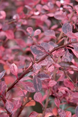 Barberry: Rose Glow