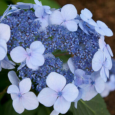 Hydrangea: Twist-n-Shout