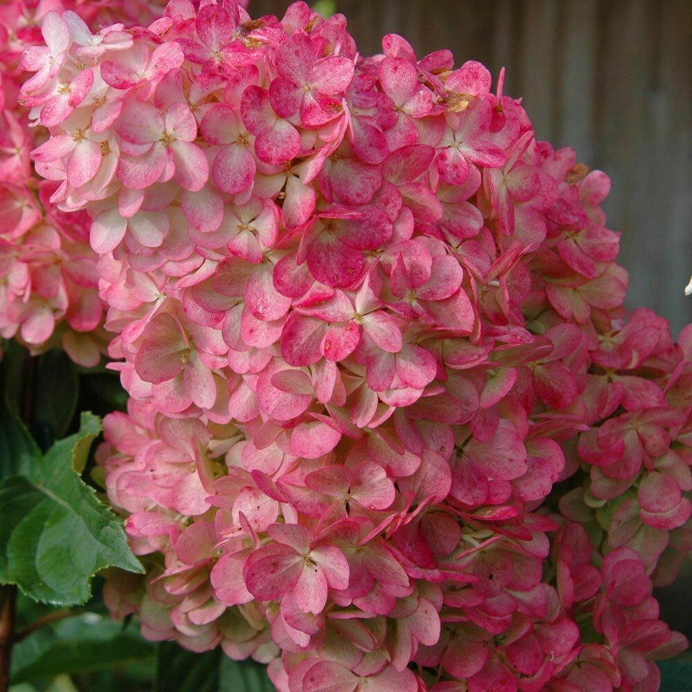 Hydrangea: Vanilla Strawberry