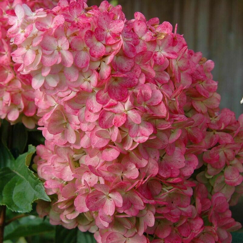 Hydrangea: Vanilla Strawberry