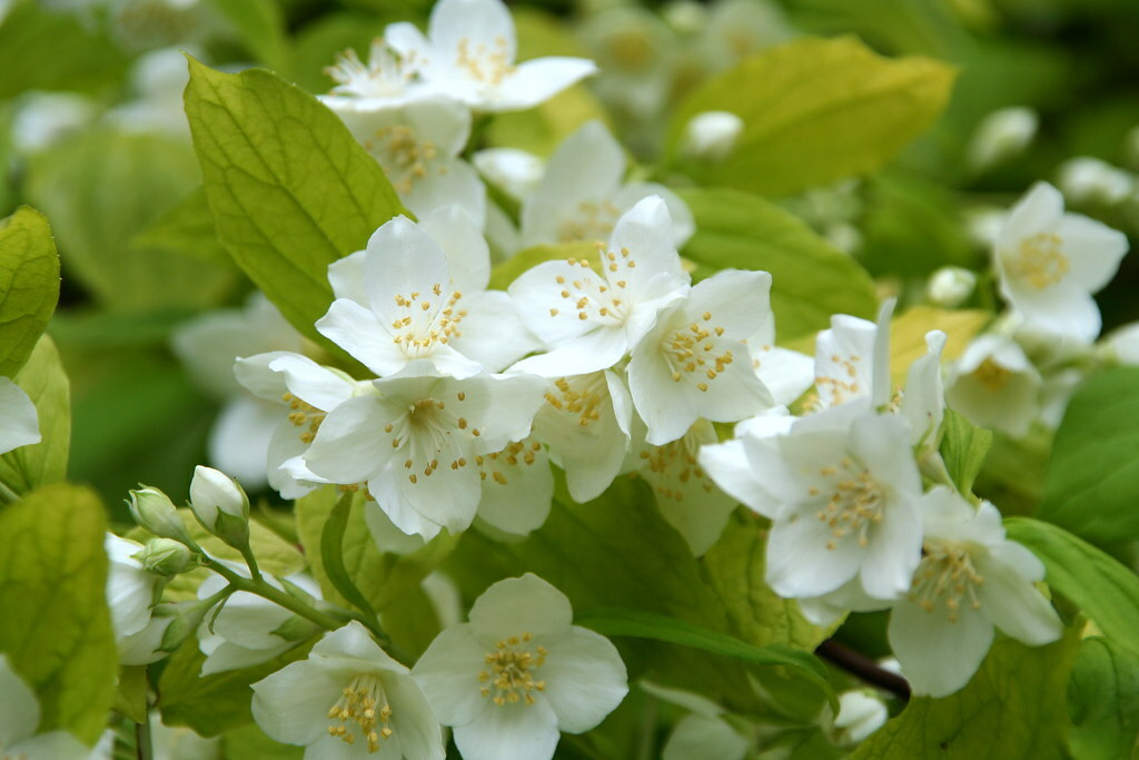 Philadelphus coronarius. Чубушник филадельфус. Чубушник венечный Ауреа. Чубушник венечный филадельфус Коронариус.