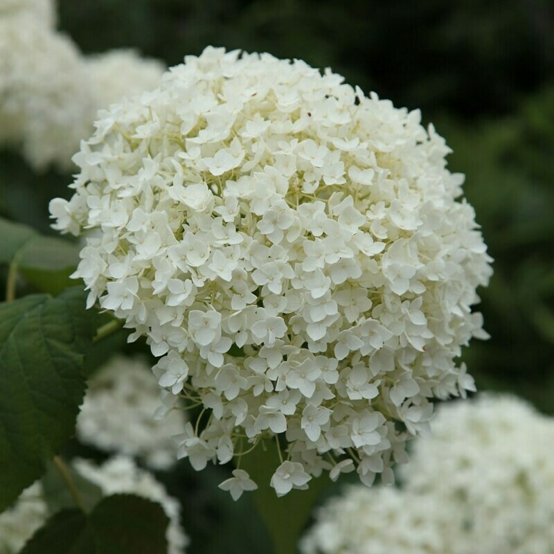 Hydrangea: Annabelle