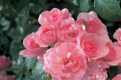 Shrub Rose: Rosa Rugosa Rosea (Pink)