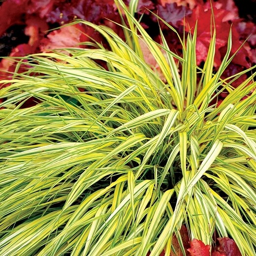 Hakonechloa: Variegated