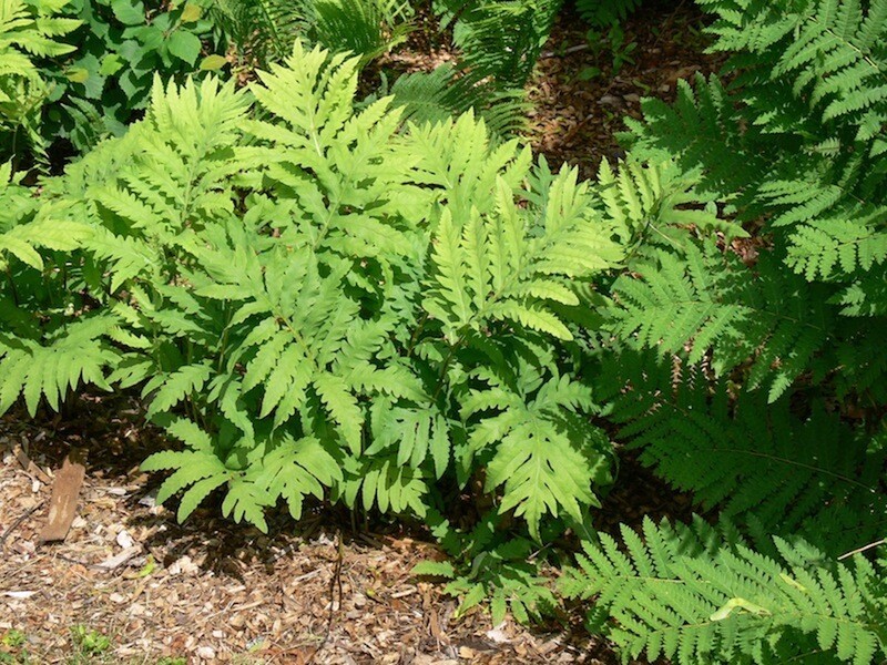 Sensitive Fern