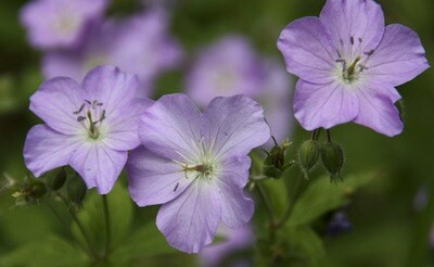 Wild Geranium