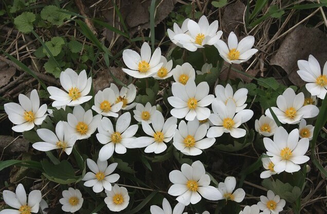 Bloodroot