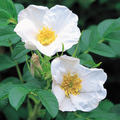 Shrub Rose: Rosa Rugosa Alba (White)