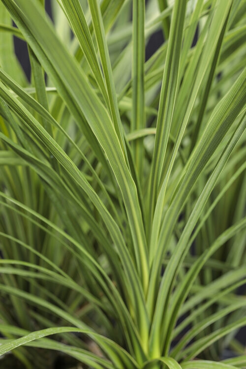 Dracaena (Spike Grass)
