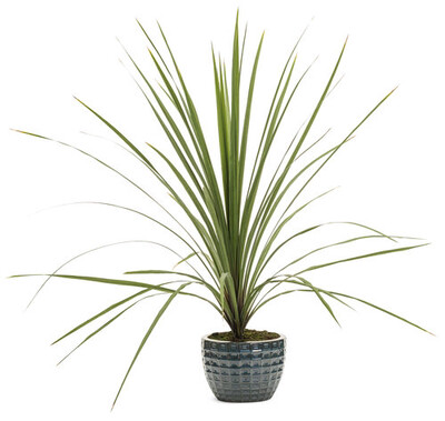Dracaena (Spike Grass)