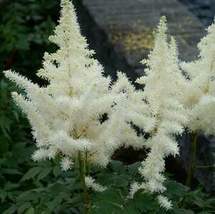 Astilbe: Diamonds And Pearls