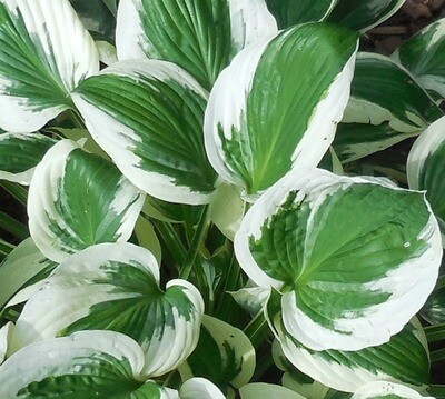 Hosta: Minuteman