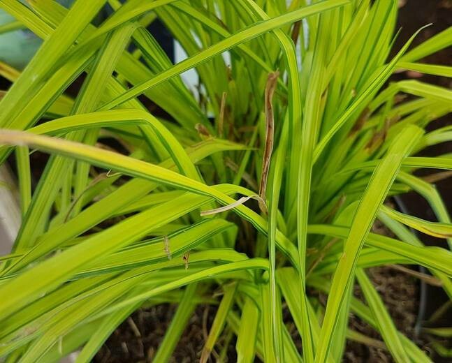 Bowles&#39; Golden Sedge Grass