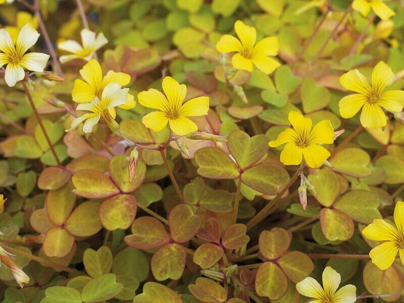 Oxalis: Molten Lava