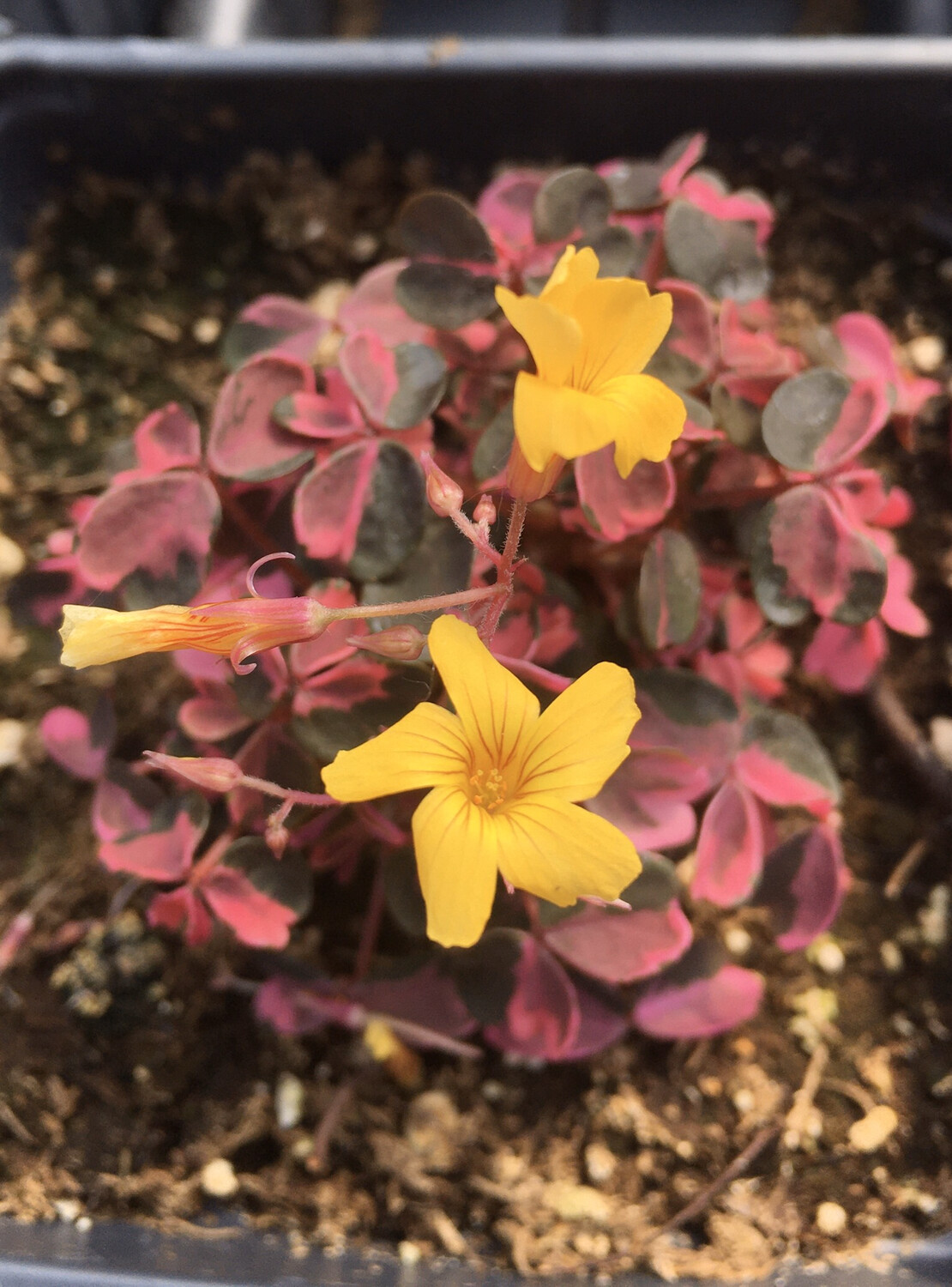 Oxalis: Pink Surprise