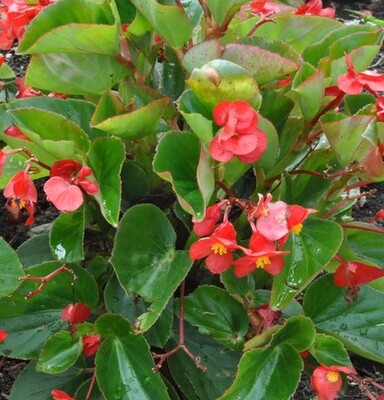 Begonia - Whopper: Red (Green Leaf)