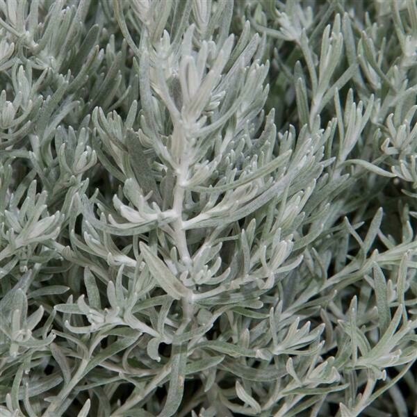 Helichrysum: Silver Stitch