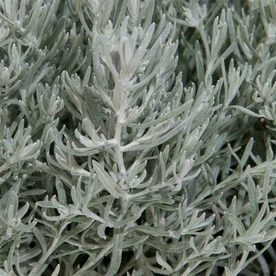 Helichrysum: Silver Stitch