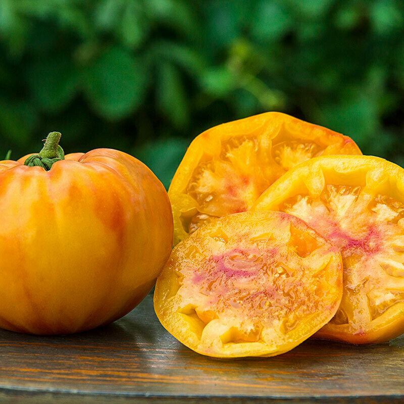 Tomato: Gold Medal