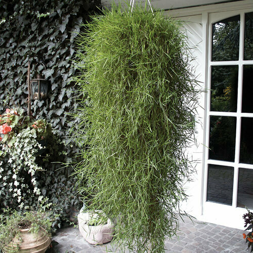 Agrostis: Green Twist (Trailing Bamboo)