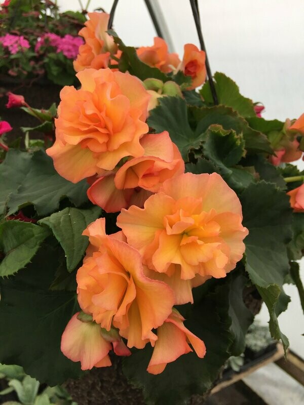 Begonia - Solenia: Apricot