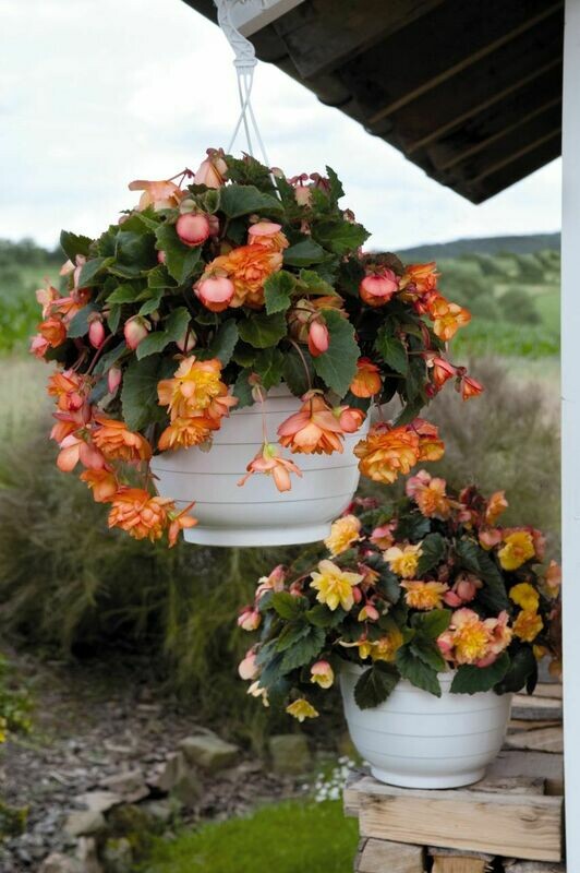 Begonia - Illumination: Golden Picotee