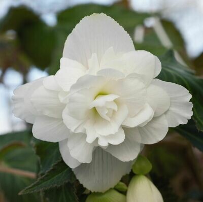 Begonia - Illumination: White