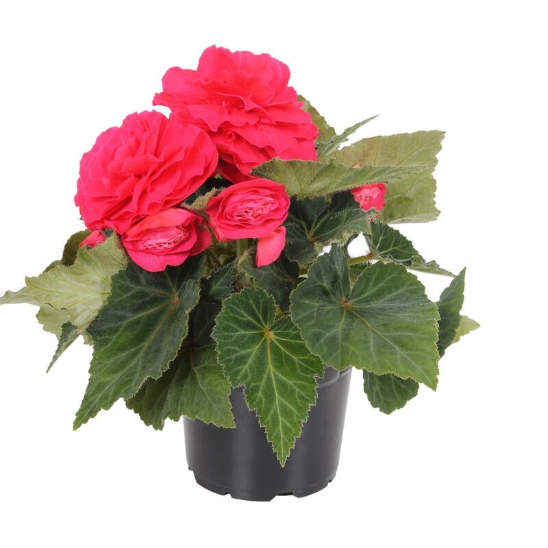 Begonia - Nonstop: Deep Rose