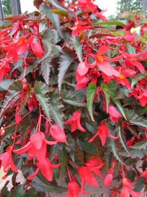 Begonia - Encanto: Red