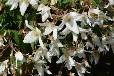 Begonia - Encanto: White Blush