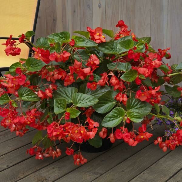 Begonia - Whopper: Red (Green Leaf)