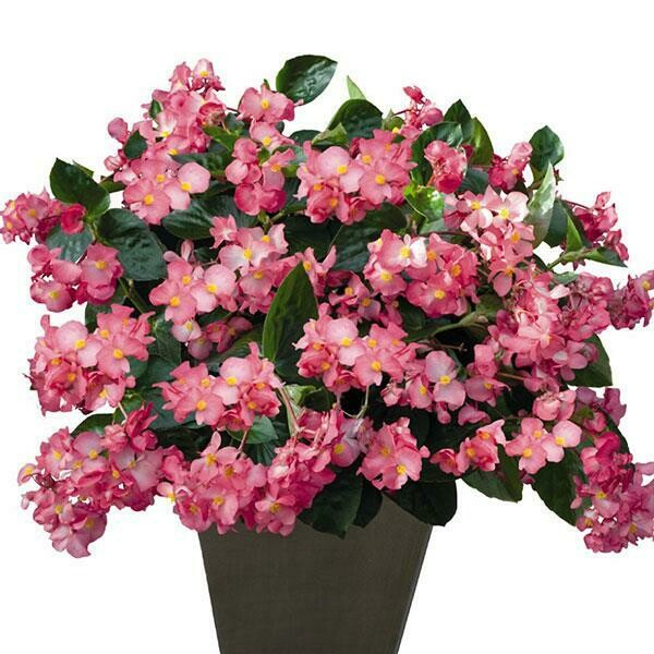 Begonia - Whopper: Rose (Green Leaf)