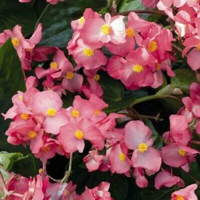 Begonia - Whopper: Rose (Green Leaf)