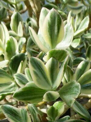 Crassula: Variegata (Variegated Jade Plant)