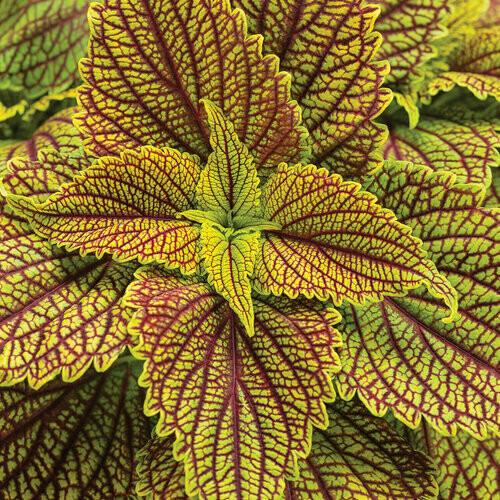 Coleus - ColorBlaze: Golden Dreams Coleus - ColorBlaze: Golden Dreams