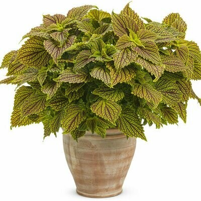 Coleus - ColorBlaze: Golden Dreams