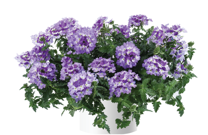 Verbena - Vanessa: Bicolor Indigo