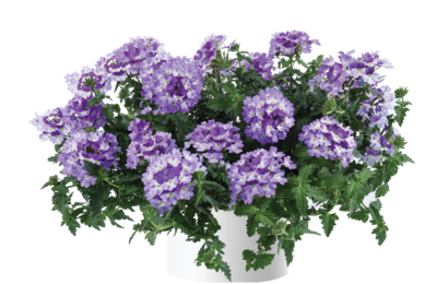 Verbena - Vanessa: Bicolor Indigo