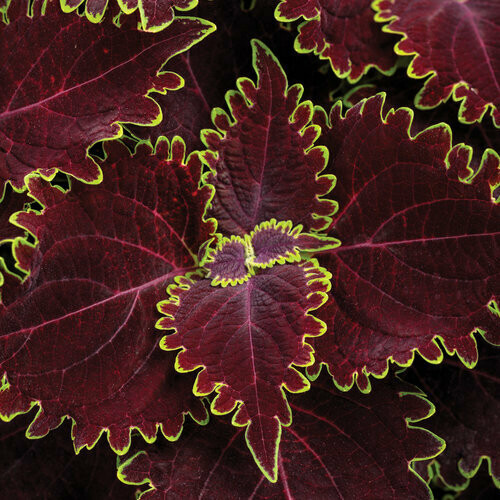Coleus - ColorBlaze: Wicked Witch