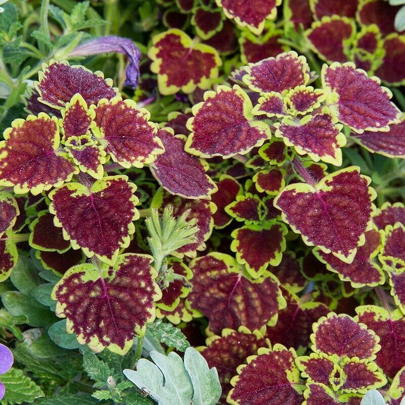 Coleus: Burgundy Wedding