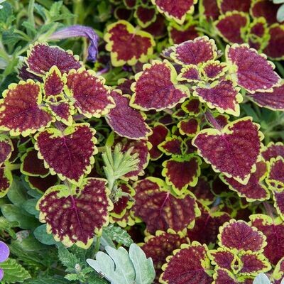 Coleus: Burgundy Wedding