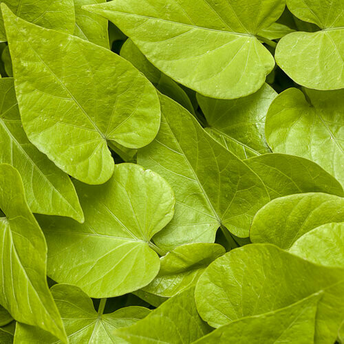 Ipomoea - Sweet Caroline: Sweetheart Lime