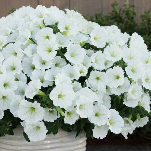 Petunia - Supertunia: Vista Snowdrift