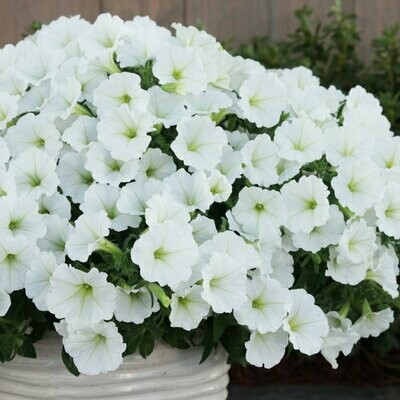 Petunia - Supertunia: Vista Snowdrift