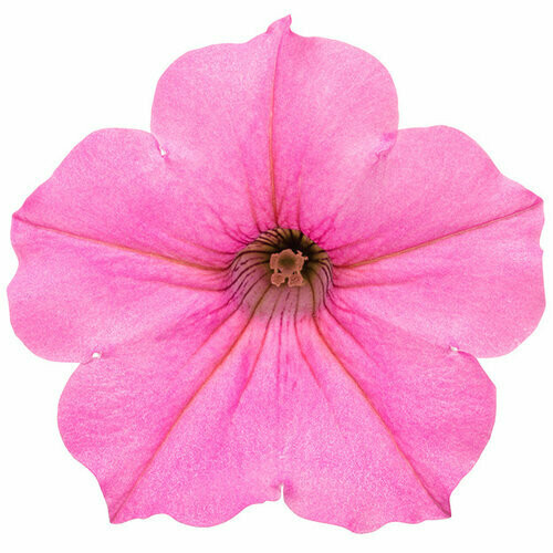 Petunia - Supertunia: Vista Bubblegum