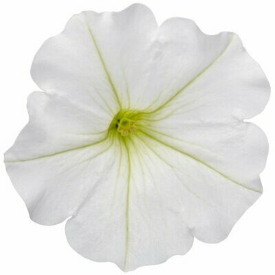 Petunia - Supertunia: Vista Snowdrift