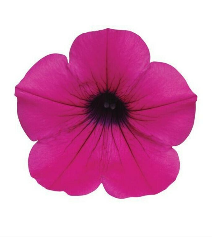 Petunia - Wave: Purple Classic