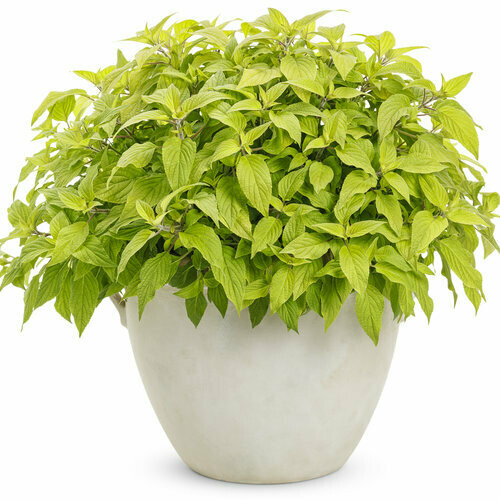 Salvia - Rockin: Golden Delicious