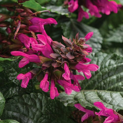 Salvia - Rockin: Fuchsia