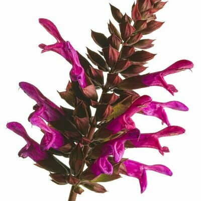 Salvia - Rockin: Fuchsia